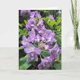 Catawbiense Boursault Rhododendrons, Oregon Karte