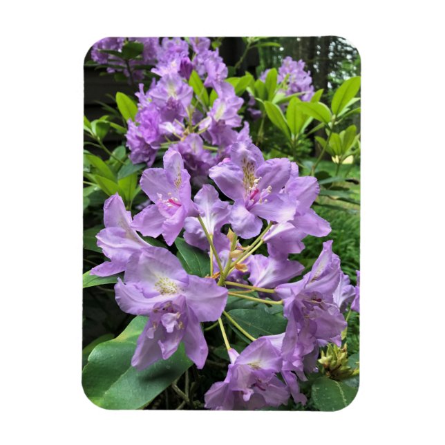 Catawbiense Boursault Rhododendrons, Oregon Magnet (Vertikal)