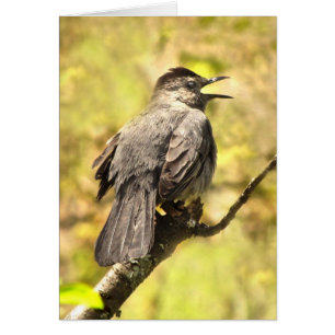 Catbird chantant à sa chanson la carte vierge