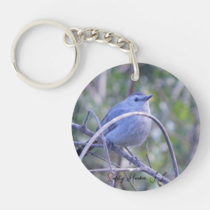 Catbird Gris Sur Le Port De Sécurité De Branche