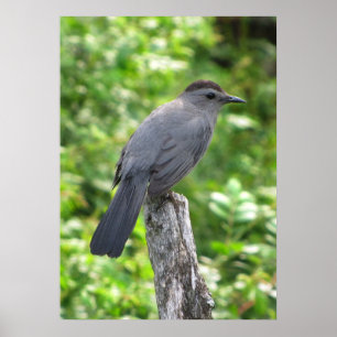 Catbird Poster