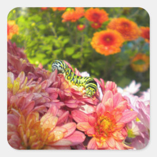 Caterpillar exposant au soleil des autocollants