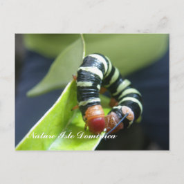 Caterpillar On Leaf Postkarte