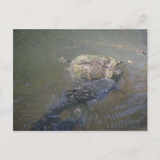 Catfish and Turtle Postcard Postkarte (Vorderseite)