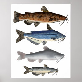 Catfish Group Poster