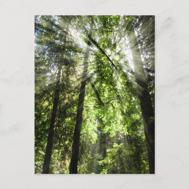 Cathedral Grove Sonnenlicht für Postüberquerung Postkarte (Vorderseite)