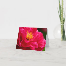 Cathys Bush Peonie 2 2013 Karte
