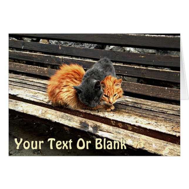 Catnap-Süssen (Vorderseite (Horizontal))