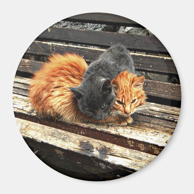 Catnap-Süssen Magnet (Vorne)