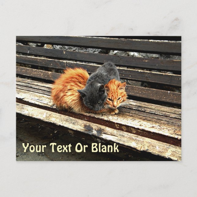 Catnap-Süssen Postkarte (Vorderseite)