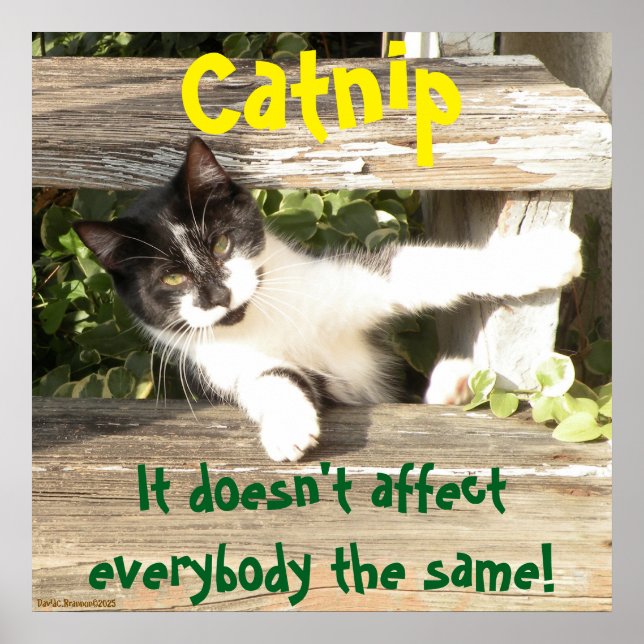 "Catnip", cats, funny, humor, cute, gift  Poster (Vorne)