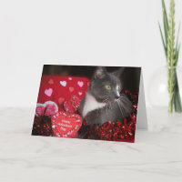 "Cats and Kisses"