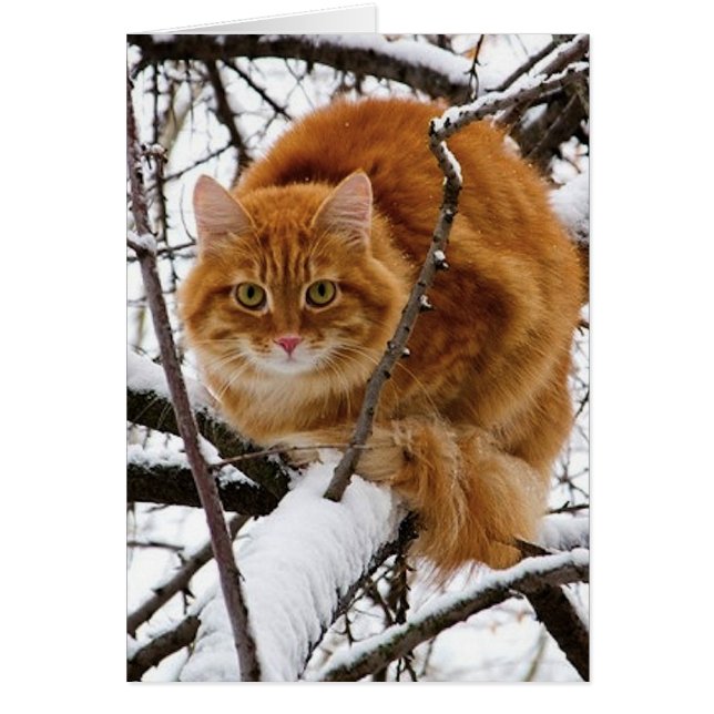cats_and_snow_ (14) (Devant)