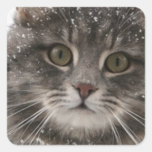 cats_and_verschnee15 Schneefall Haustiere Pelzkatz Quadratischer Aufkleber