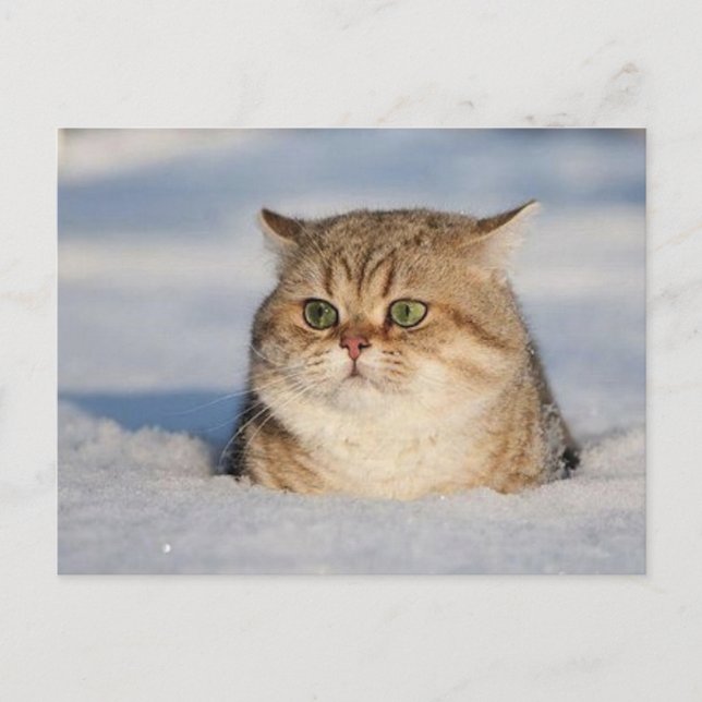 cats_and_verschnee7 postkarte (Vorderseite)