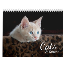 Cats et chatons Calendrier photo pour animaux de c