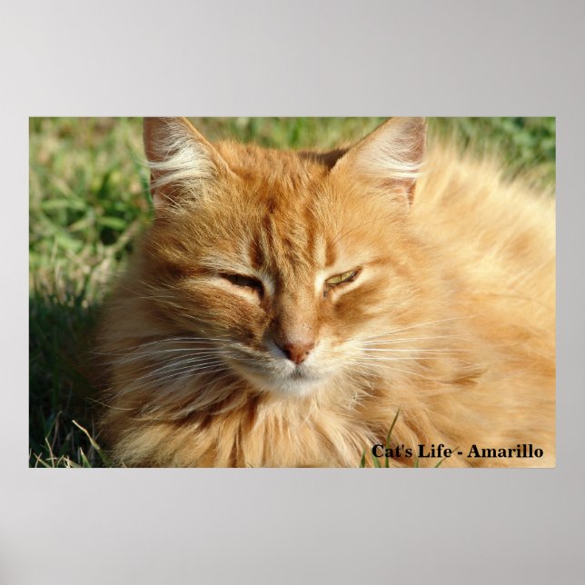 Cat's life - Amarillo Schlafen Poster (Vorne)