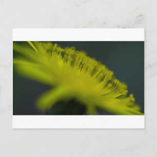 Cat's Ohr Blume Postkarte