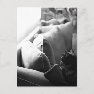 Cats Room Postcard Postkarte