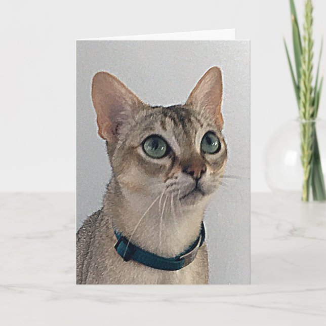 Cat's Snarky Apology Birthday Karte (Vorderseite)