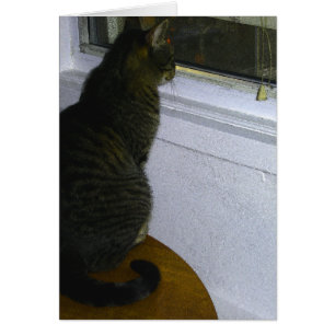 Cats World
