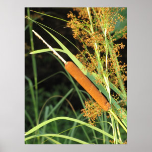 Cattail am Sonnenuntergang Poster