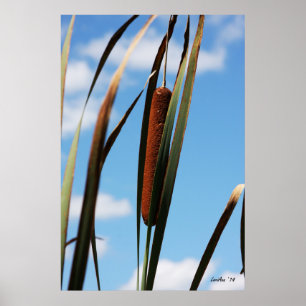 Cattail Poster
