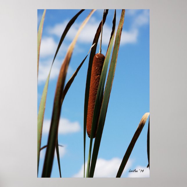 Cattail Poster (Vorne)