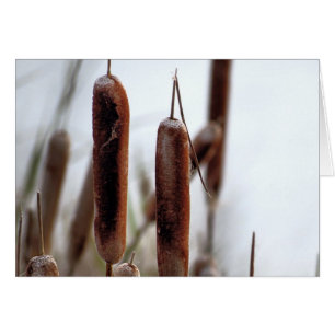 Cattails