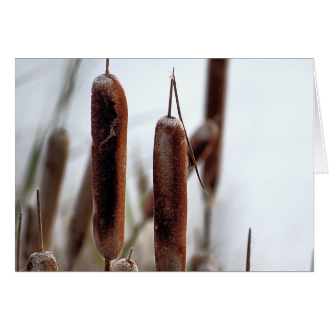 Cattails (Devant Horizontal)