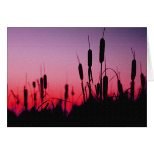 Cattails au coucher du soleil