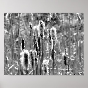 Cattails Fluffés Noir Et Blanc Impression