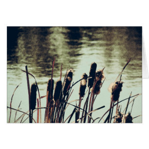 Cattails, Plantes d'étang