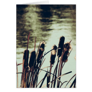 Cattails, Plantes d'étang