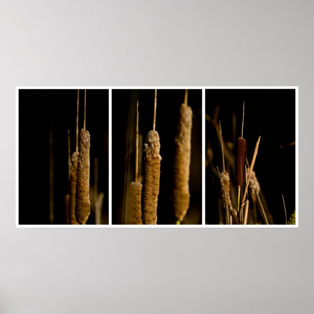 Cattails Poster (Vorne)