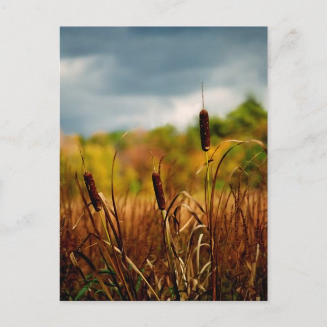 Cattails Postkarte (Vorderseite)