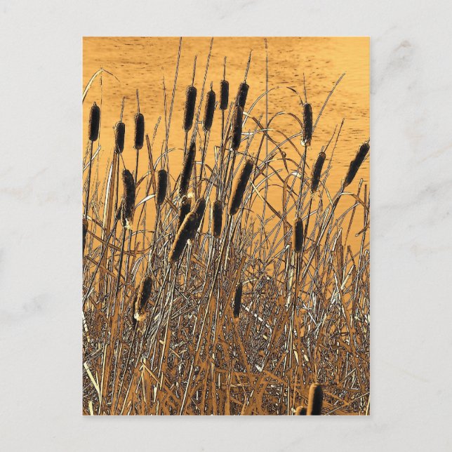 Cattails Postkarte (Vorderseite)