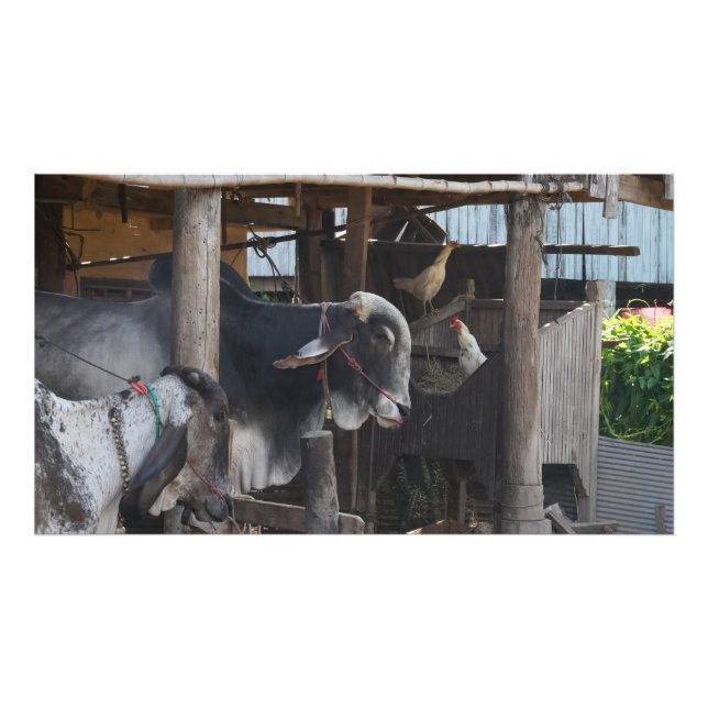 Cattle And Chickens In Cambodia Fotodruck (Vorne)