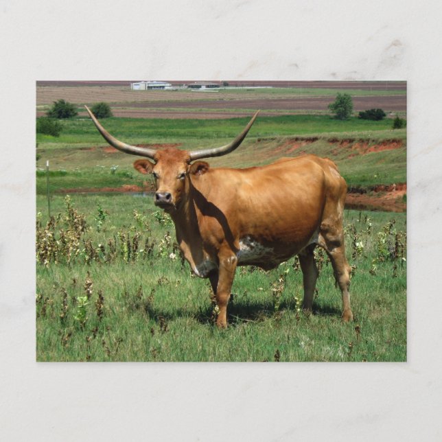 CattlecarD Postkarte (Vorderseite)
