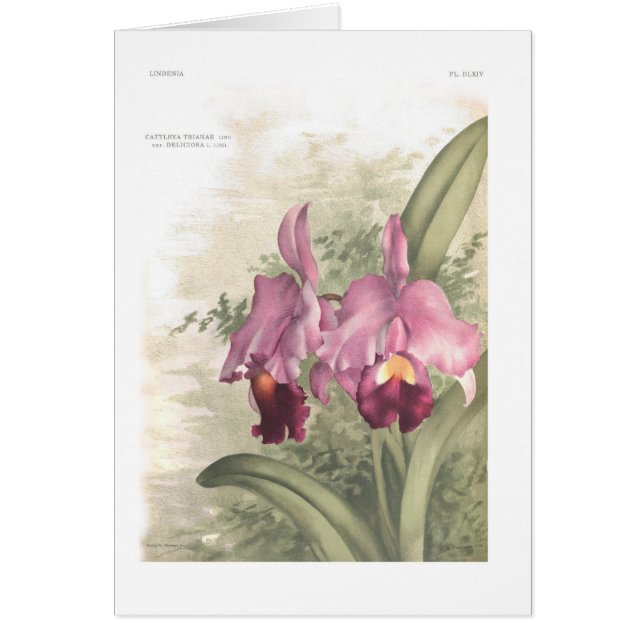 Cattleta trianae var deliciosa (Vorne)