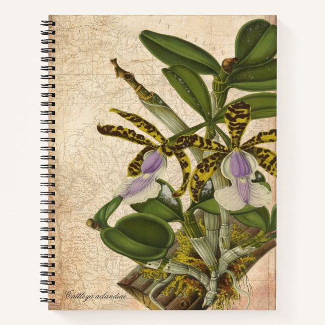 Cattleya Aclandiae Orchid Notebook - Chic Notizbuch (Vorderseite)