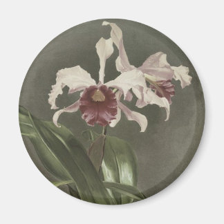 Cattleya Arnoldiana Orchid Magnet