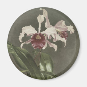 Cattleya Arnoldiana Orchideen-Magnet Magnet