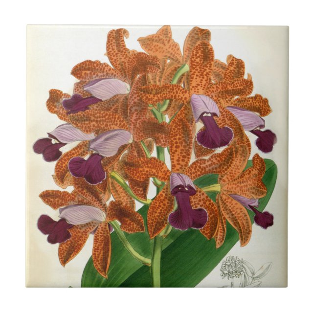 Cattleya Guttata Leopoldii Vintag Lindenia Orchid Fliese (Vorderseite)