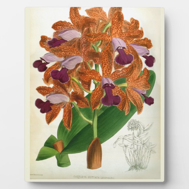 Cattleya Guttata Leopoldii Vintag Lindenia Orchid Fotoplatte (Vorderseite)