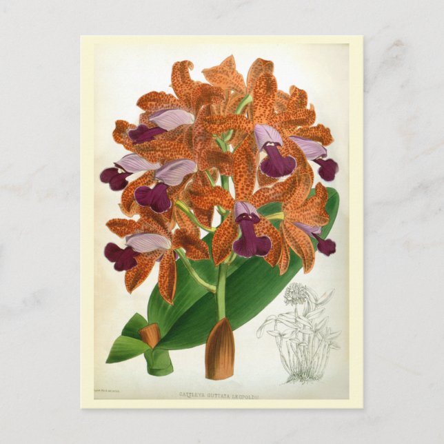 Cattleya Guttata Leopoldii Vintag Lindenia Orchid Postkarte (Vorderseite)