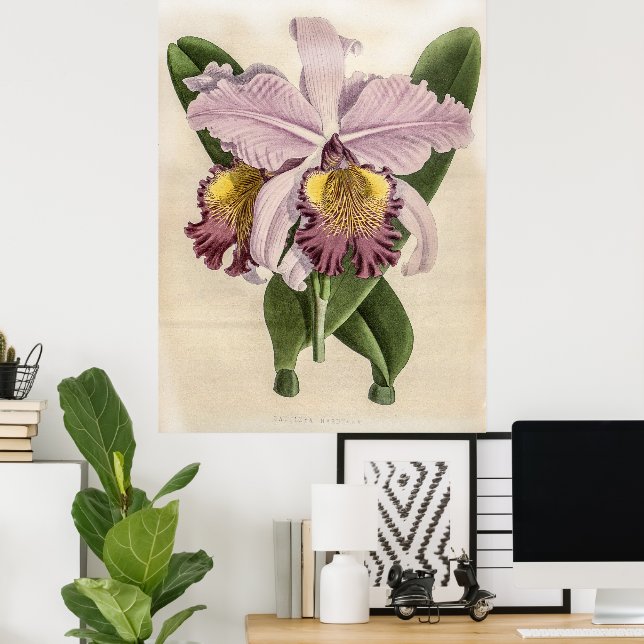 Cattleya Hardyana Orchid Poster (Heimbüro)