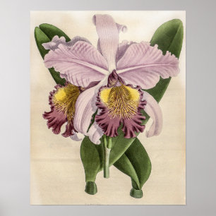 Cattleya Hardyana Orchidee Poster