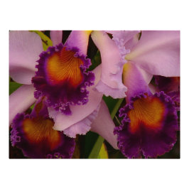 Cattleya Hybrid Orchid Gerahmt Print Fotodruck