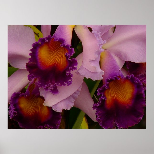 Cattleya Hybrid Orchid Poster (Vorne)
